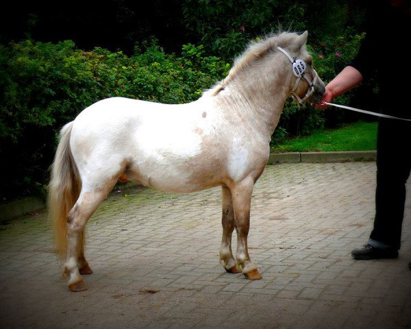 stallion Fimba vom Olendiek (Dt.Part-bred Shetland pony, 2013, from Bayerns Fürst)