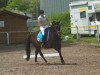 dressage horse Waleska 354 (Hanoverian, 2003, from White Star)