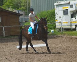 dressage horse Waleska 354 (Hanoverian, 2003, from White Star)