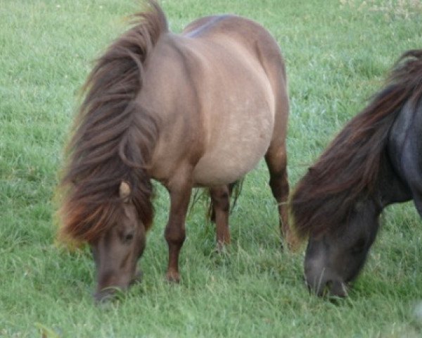 broodmare Anja (Dt.Part-bred Shetland pony,  , from Nino)