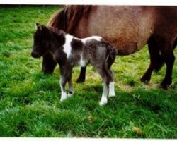 horse Branko vom Olendiek (Brakelmann) (Dt.Part-bred Shetland pony, 2007, from Bjoern)