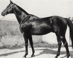 stallion Hurricane xx (Thoroughbred, 1948, from Husson xx)