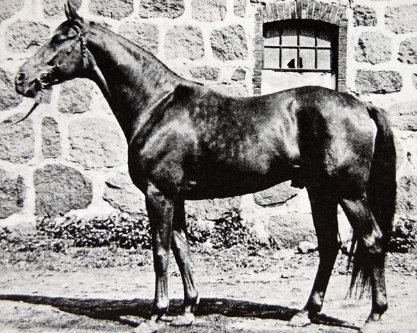 stallion Orkan (Swedish Warmblood, 1964, from Hurricane xx)