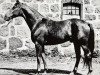 stallion Orkan (Swedish Warmblood, 1964, from Hurricane xx)