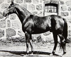 Deckhengst Orkan (Schwedisches Warmblut, 1964, von Hurricane xx)