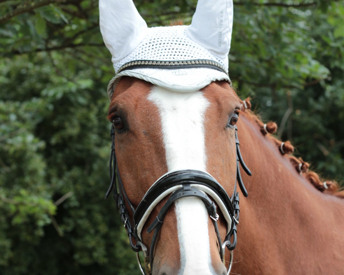 Springpferd Tabaluga 233 (Hannoveraner, 2005, von Toronto)