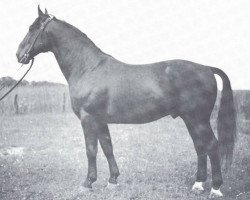 stallion Almfürst (Hanoverian, 1941, from Almjaeger I)