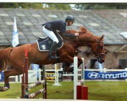 broodmare Tarumba Taloubet K Z (Zangersheide riding horse, 2004, from Taloubet Z)