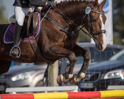 broodmare Glissandra (Brandenburg, 1997, from Glissando)