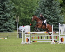 jumper Calero 20 (German Warmblood, 2001, from Canino de Lobo)