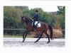 dressage horse DJ Deinstedt (Hanoverian, 2009, from Damsey FRH)