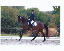 dressage horse DJ Deinstedt (Hanoverian, 2009, from Damsey FRH)