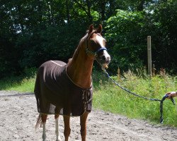 dressage horse Brillant`s Bolero (German Riding Pony, 2004, from Brillant's Golden Boy)