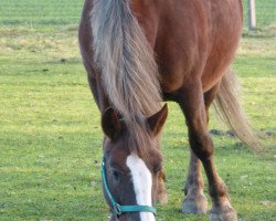 broodmare Ludya (Black Forest Horse, 2001, from Donnergroll)