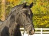 stallion GB Escondido (Hanoverian, 1998, from Escudo I)