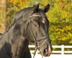 stallion GB Escondido (Hanoverian, 1998, from Escudo I)