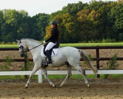 dressage horse Kascha'Lie Mare (Trakehner, 2001, from Osterbote 1462)