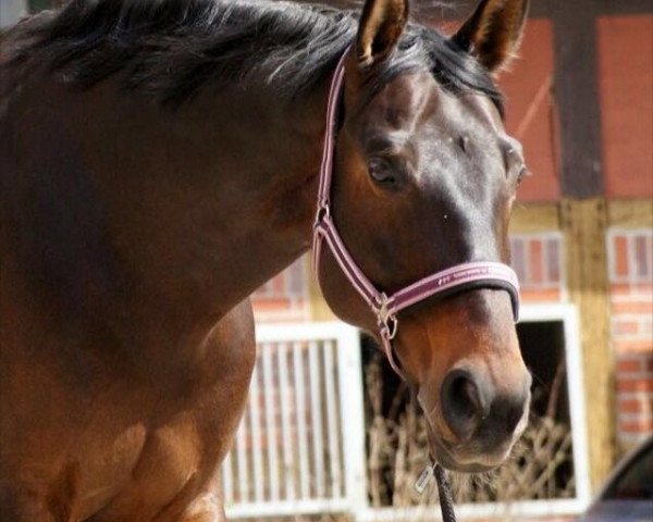 broodmare Classical Samba (Austrian Warmblood, 2005, from Samba Hit I)