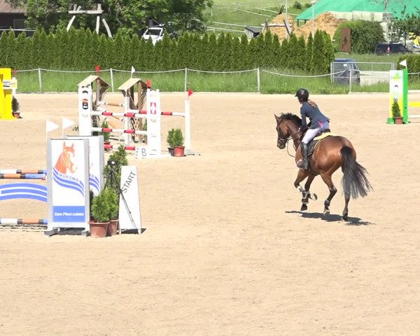 Reitturnier Fehraltorf 2019