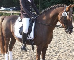 jumper Askan 667 (Welsh-Pony (Section B), 2004, from Askalon)