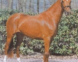 broodmare Kronborg's Lady Dance (Oldenburg, 2000, from Royal Dance)