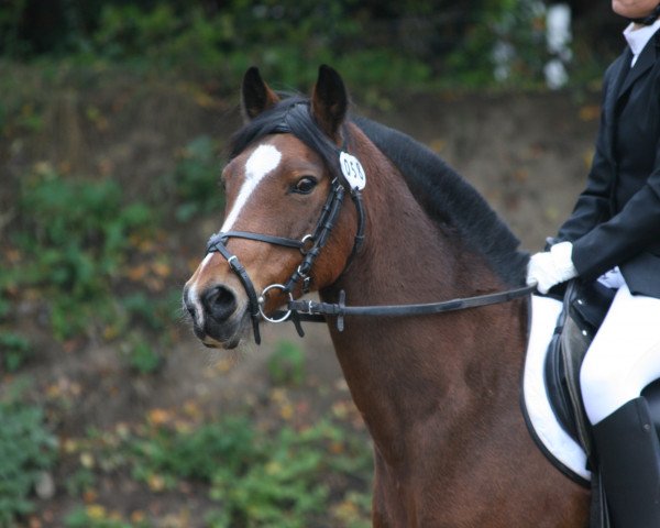 horse Dornenvogel 4 (German Riding Pony, 1992, from Durello)