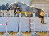 broodmare All Fair (Oldenburg show jumper, 2009, from Annicard)