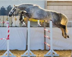 broodmare All Fair (Oldenburg show jumper, 2009, from Annicard)