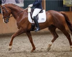 dressage horse Fine Man 2 (Westphalian, 2009, from Fürst Piccolo)