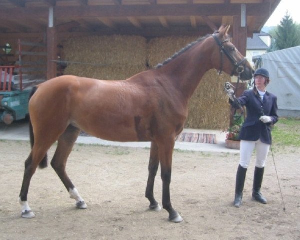 dressage horse Diana (Austrian Warmblood, 2001, from Dacaprio)