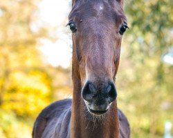 stallion bestes Springblut v Sir Obolenski (Belgian Warmblood, 2016, from Sir Obolensky Z)