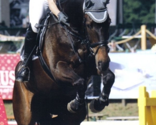 Springpferd Champs Elysees (Österreichisches Warmblut, 2000, von Cerutti)