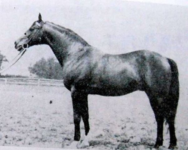 stallion Arlet (Little-Poland (malopolska), 1952, from Amur I)