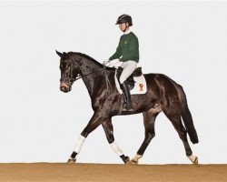 dressage horse Le Hendrik (Zweibrücken, 2009, from Laurentio)