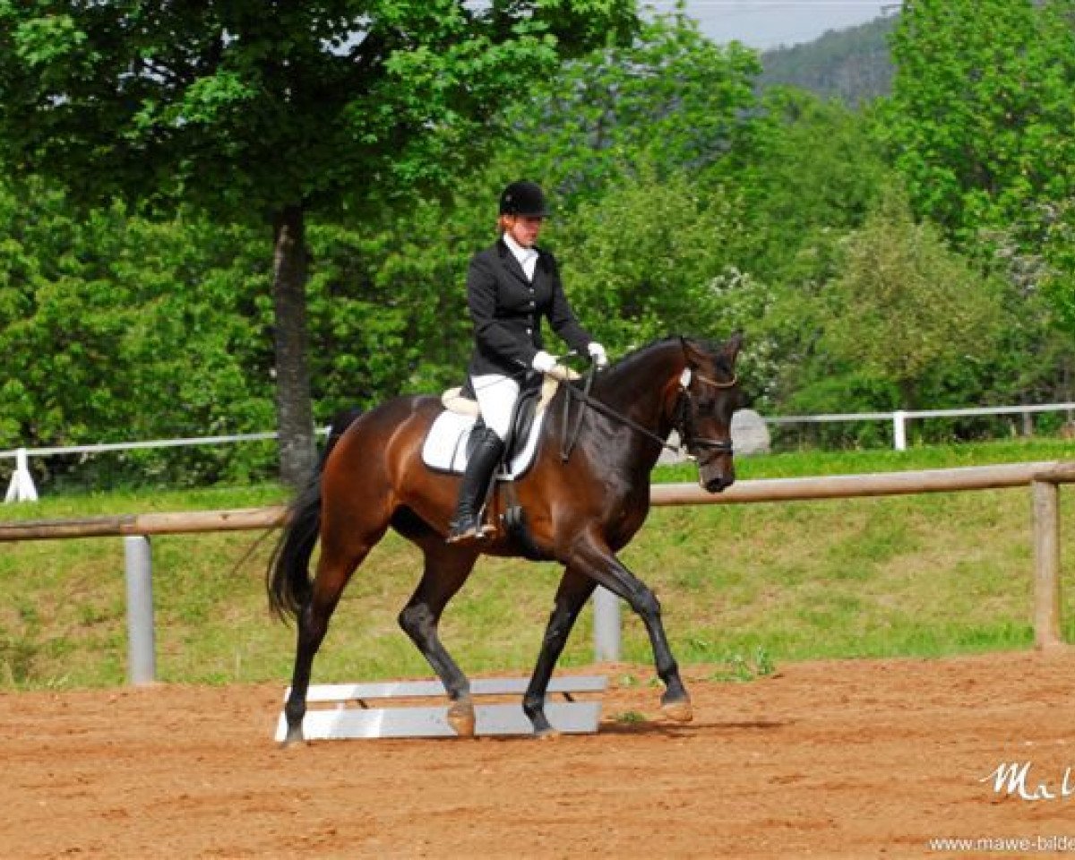 Dressurpferd Darina de Saar (Zweibrücker, 2008, von Damarco)