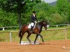 dressage horse Darina de Saar (Zweibrücken, 2008, from Damarco)