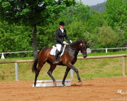 dressage horse Darina de Saar (Zweibrücken, 2008, from Damarco)