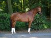 dressage horse Sandia Peak (Oldenburg, 2009, from Serano Gold)