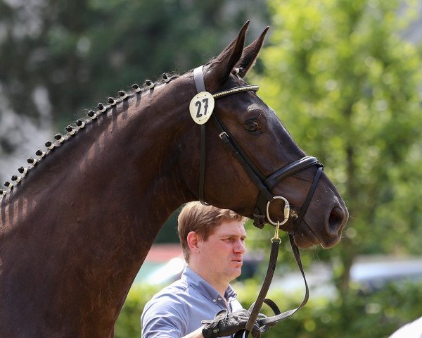 broodmare Escarda Silva (Oldenburg, 2012, from San Amour I)