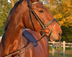 broodmare La Belle L (Rhinelander, 2004, from Late Night)