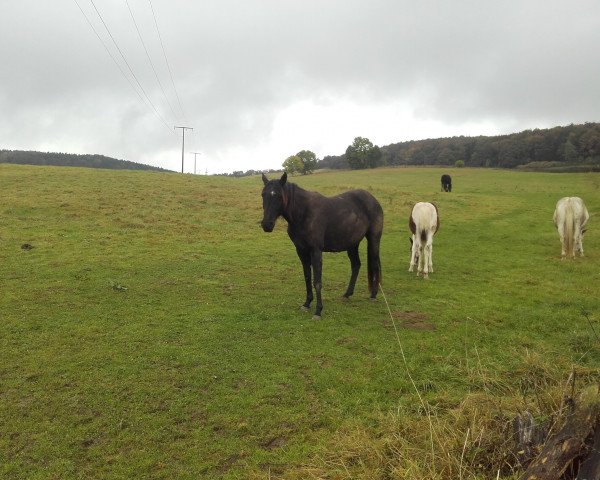 horse FHR My Dream (Paint Horse, 2012, from Bars Black Fire)