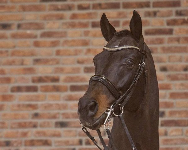 stallion Wup (Dutch Warmblood, 2001, from Welt Hit II)