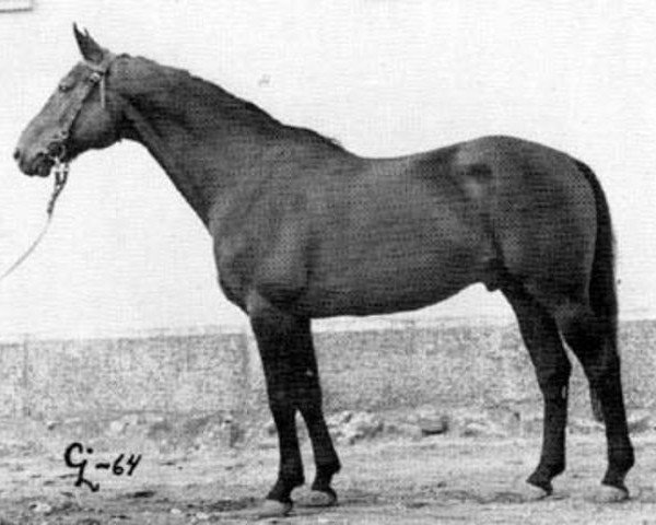 stallion Harras (Swedish Warmblood, 1950, from Alcasar)
