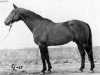 stallion Harras (Swedish Warmblood, 1950, from Alcasar)
