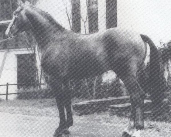 stallion Ferdel (Hanoverian, 1980, from Fürst Ferdinand)