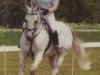 stallion Alexson (Zweibrücken, 1988, from Alexis Z)