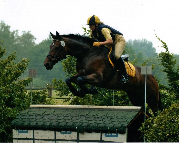 horse Quinty 2 (Hanoverian, 1993, from Quasi Roi)