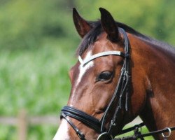 jumper Cianne G (KWPN (Royal Dutch Sporthorse), 2007, from Santano)