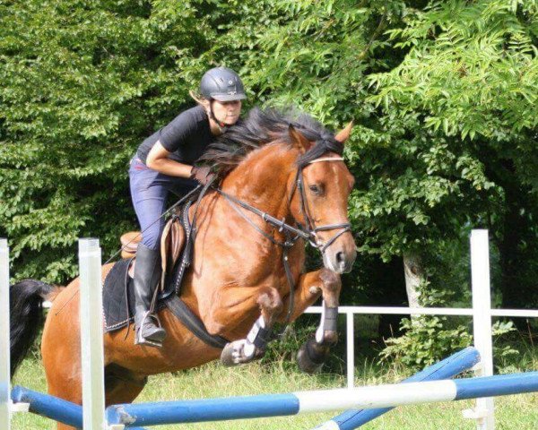 jumper Darwin 127 (German Riding Pony, 2009, from Top Dubidu)