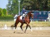 dressage horse Don Rivero (Bavarian, 2010, from Don Diamond)